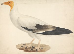 Neophron percnopterus (egyptiläinen korppikotka) 作： James Bruce