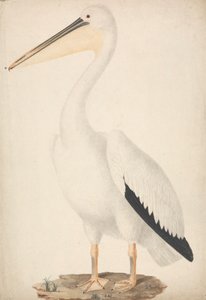 Pelecanus onocrotalus (グレート ホワイト ペリカン) 作： James Bruce