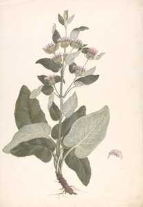 Phlomis herba-venti L. : 完成した図面 作： James Bruce