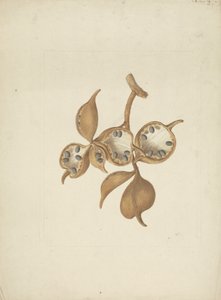 Sterculia africana (Lour.) Fiori: 種子の莢を持つ茎の完成図、いくつかは種子を示す開いています 作： James Bruce