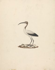 Threskiornis ethiopicus (アフリカトキ)