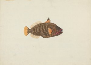 正体不明の魚 作： James Bruce