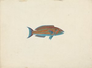 Peixe não identificado