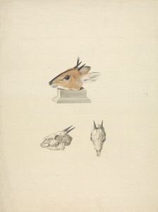 正体不明のマドクア (Dik-dik): 頭部と頭蓋骨の研究 作： James Bruce