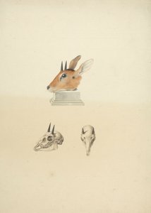 正体不明のマドクア (Dik-dik): 頭部と頭蓋骨の研究 作： James Bruce
