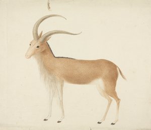 正体不明の有蹄動物 作： James Bruce