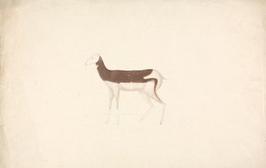 正体不明の有蹄動物 作： James Bruce