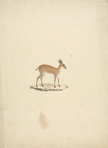 正体不明のマドグア (Dik-dik) 作： James Bruce