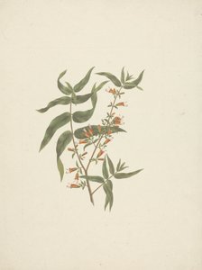 Woodfordia uniflora (A. Rich.) Koehne: 開花シュートの完成図 作： James Bruce