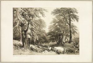 「公園と森」より、アランデール公園のブナの木 作： James Duffield Harding