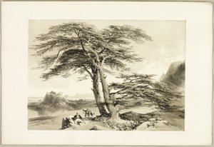 レバノン杉（『公園と森』より 作： James Duffield Harding