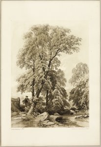 「公園と森」よりニレと白樺