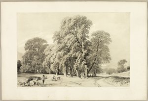 プラタナス、『公園と森』より 作： James Duffield Harding