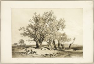 『公園と森』よりポラード・ウィロー 作： James Duffield Harding