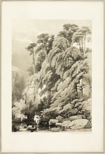 「公園と森」よりウィッチニレとモミ 作： James Duffield Harding