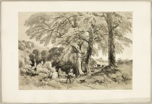 『公園と森』よりウィッチ・エルム 作： James Duffield Harding