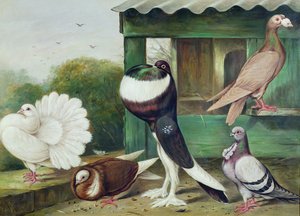 不明な画像 作： James E. Bourhill