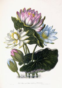 ヒンドスタンの赤、青、白の蓮、1781 作： James Forbes