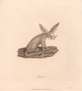フェネック 作： James Heath