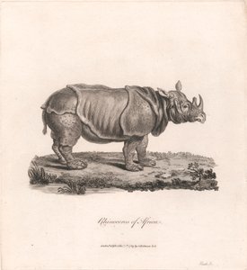 アフリカのサイ 作： James Heath