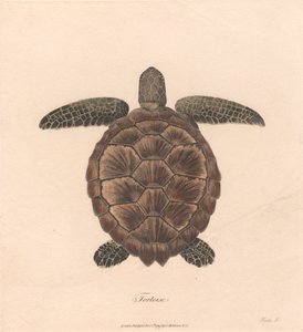 カメ 作： James Heath