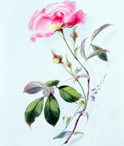 バラ 作： James Holland