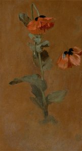 ポピーの研究、1832年（船上の油と鉛筆）（保存後） 作： James Inskipp