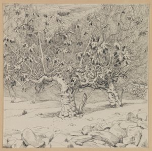 イチジクの木、ヒンノムの谷、私たちの主イエス・キリストの生涯のイラスト（紙にインク） 作： James Jacques Joseph Tissot