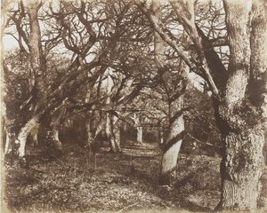 リー・ウッズののぞき見、1853-56年。 作： James Knight