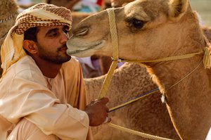 ナショナル・デーのラクダレースで、優しい目をしたラクダにキスをするオマーン人。アル・ファラジ... 作： James L Stanfield