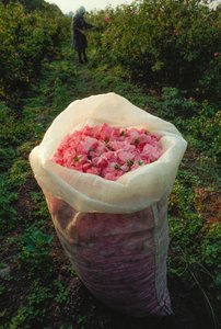 摘みたてのバラの花びらが詰まった袋。バラの谷、ブルガリア。