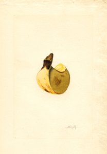 バナナ（ムサ） （水彩） 作： James Marion Shull