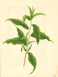 エルバータ・ピーチ・ツリーの緑の葉をつけた枝 (水彩)