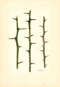 オレンジの茎にできた柑橘類のカンキツ (水彩)