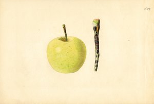 ゴールデンデリシャスアップル ( Malus domestica ) （水彩画）