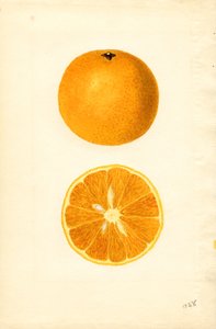 マジョルカ産オレンジ （水彩画 作： James Marion Shull