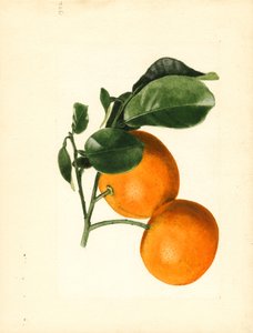 オレンジ（Citrus aurantium: Sour x 2/3）（水彩） 作： James Marion Shull