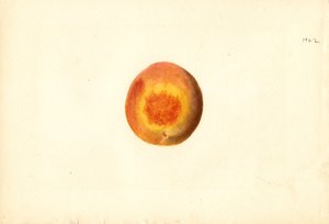 桃 ( Prunus persica: Elberta ) (水彩) 作： James Marion Shull