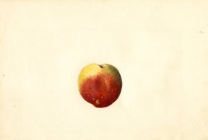 桃 ( Prunus persica: Elberta ) (水彩) 作： James Marion Shull