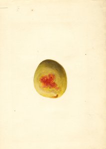 桃 ( Prunus persica: Elberta ) (水彩)