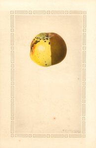 ラセットアップル (Malus domestica) (水彩) 作： James Marion Shull