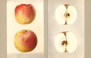 ウィルソン・ジューンアップル (Malus domestica) (水彩) 作： James Marion Shull