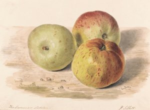 The Summer Lodden, setembro de 1832: um estudo de natureza morta de três maçãs 作： James Sillett