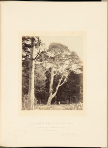 ベルビデールのオールド・クラスター・パイン 作： James Sinclair, 14th Earl of Caithness