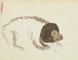 Um urso 作： James Sowerby