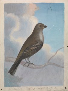 鳥 作： James Sowerby