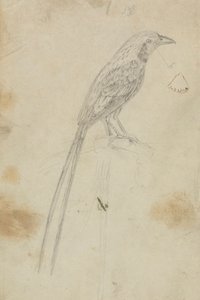 鳥 作： James Sowerby