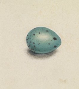 鳥の卵 作： James Sowerby