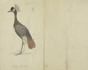 Nosturi 作： James Sowerby