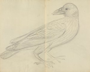 カラス